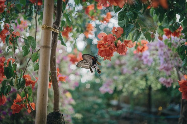Créer une sculpture de jardin en bois : le guide pratique et inspirant de bricolage